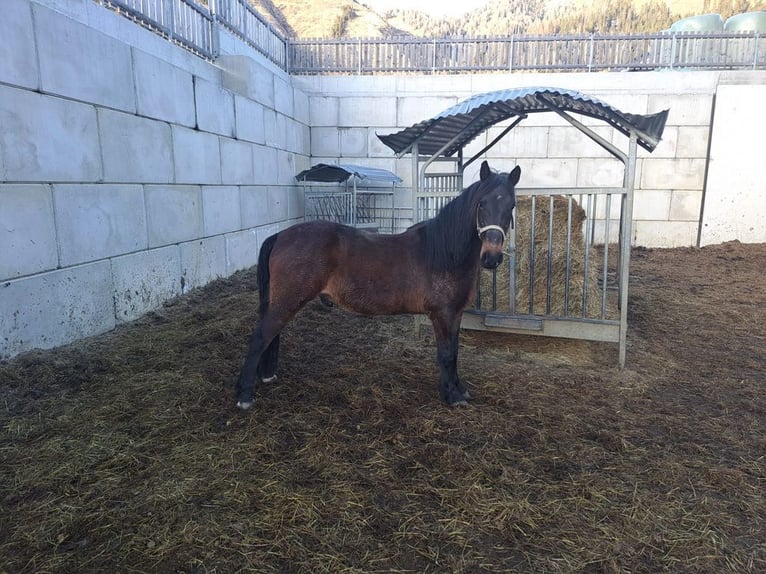 Austriacki koń gorącokrwisty Wałach 14 lat 143 cm in Obertilliach