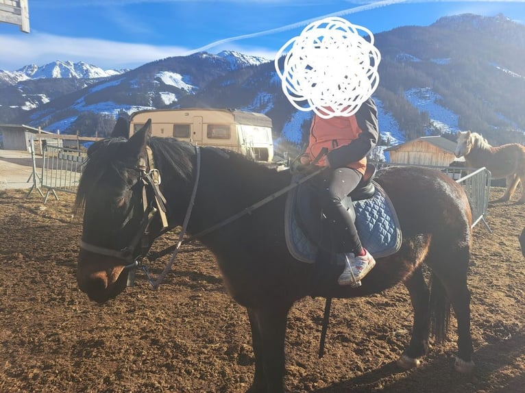 Austriacki koń gorącokrwisty Wałach 14 lat 143 cm in Obertilliach