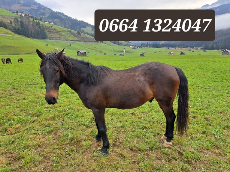Austriacki koń gorącokrwisty Wałach 14 lat 145 cm in Obertilliach