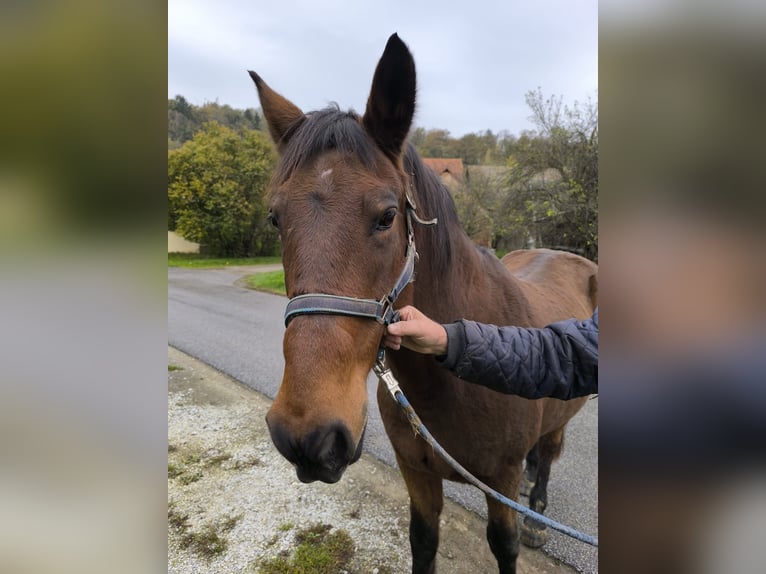 Austriacki koń gorącokrwisty Wałach 19 lat 160 cm Gniada in Bad Blumau