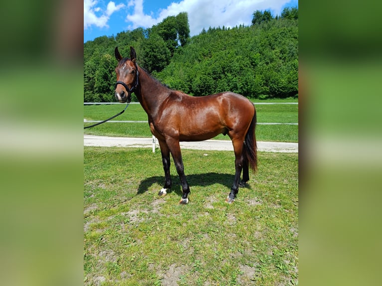 Austriacki koń gorącokrwisty Wałach 2 lat 160 cm Gniada in Attnang Puchheim