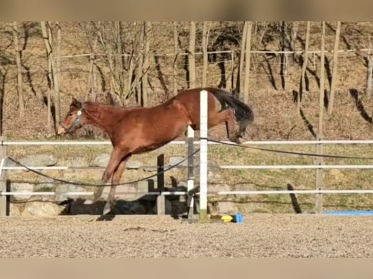 Austriacki koń gorącokrwisty Wałach 2 lat 171 cm Gniada in Minihof-Liebau