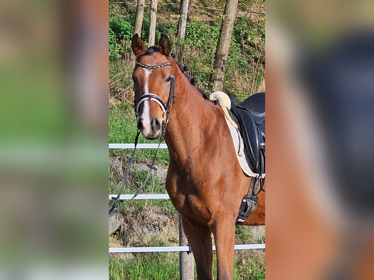 Austriacki koń gorącokrwisty Wałach 2 lat 171 cm Gniada in Minihof-Liebau