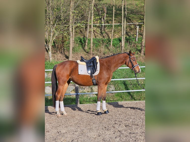 Austriacki koń gorącokrwisty Wałach 2 lat 171 cm Gniada in Minihof-Liebau