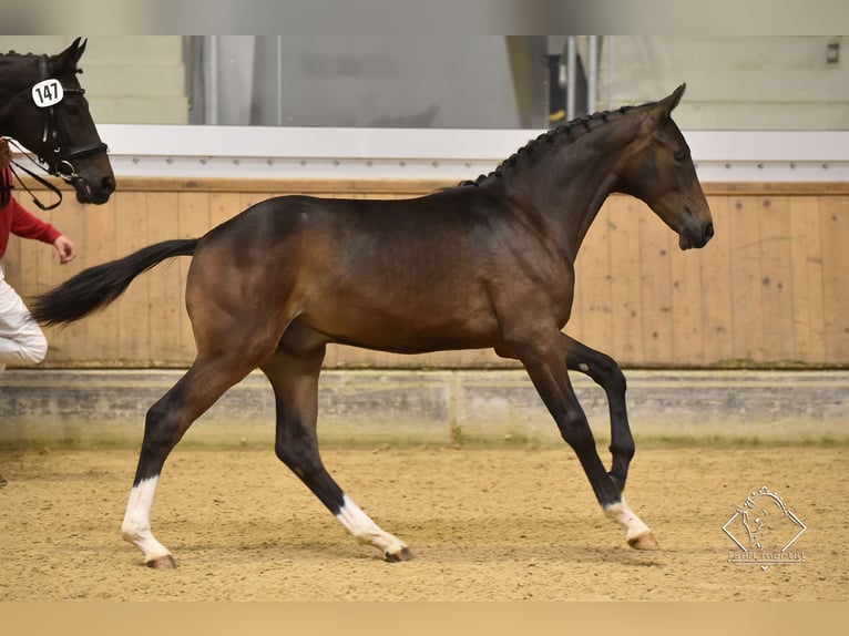 Austriacki koń gorącokrwisty Wałach 2 lat Gniada in Desselbrunn