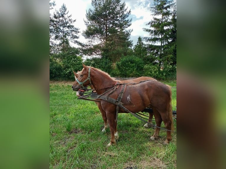 Austriacki koń gorącokrwisty Mix Wałach 3 lat 158 cm Ciemnokasztanowata in Zschortau