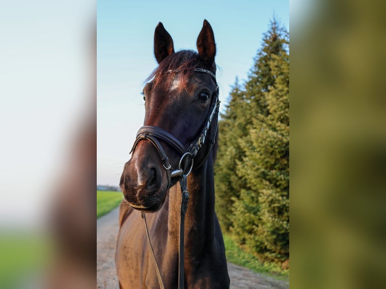 Austriacki koń gorącokrwisty Wałach 3 lat 167 cm Ciemnogniada in Güssing