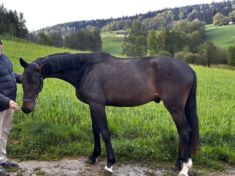 Austriacki koń gorącokrwisty Wałach 3 lat 170 cm Skarogniada in Baumgartenberg