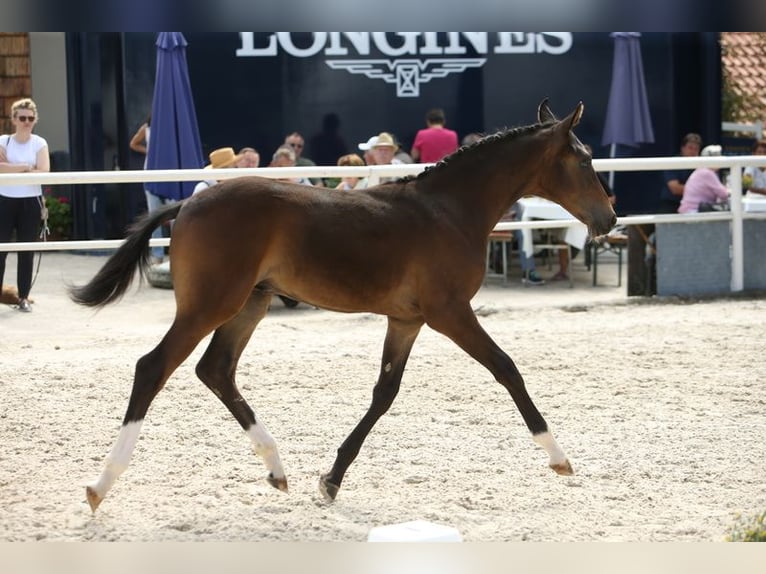 Austriacki koń gorącokrwisty Wałach 3 lat Gniada in Desselbrunn