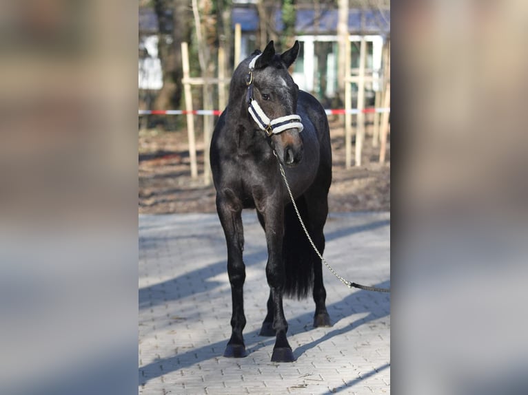 Austriacki koń gorącokrwisty Wałach 4 lat 150 cm Siwa in Békésszentandrás