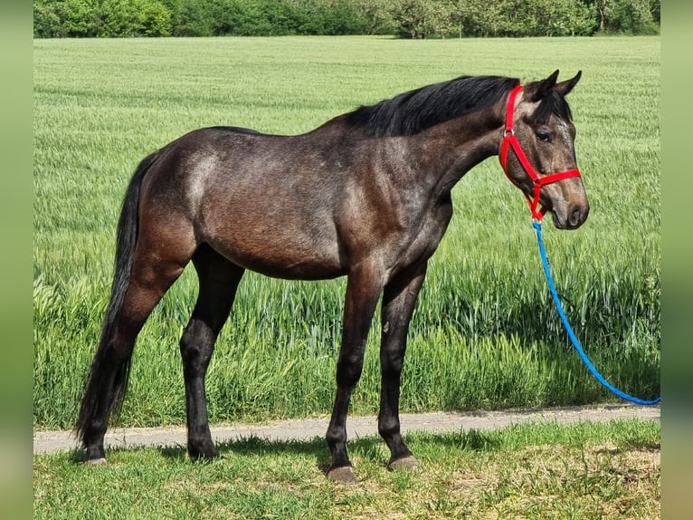 Austriacki koń gorącokrwisty Wałach 4 lat 150 cm Siwa in Békésszentandrás