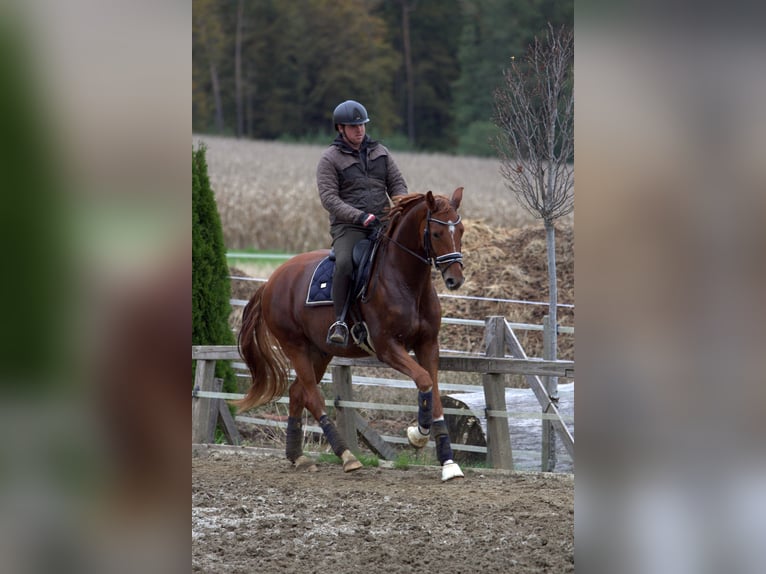 Austriacki koń gorącokrwisty Wałach 4 lat 166 cm Kasztanowata in St Marein bei Graz