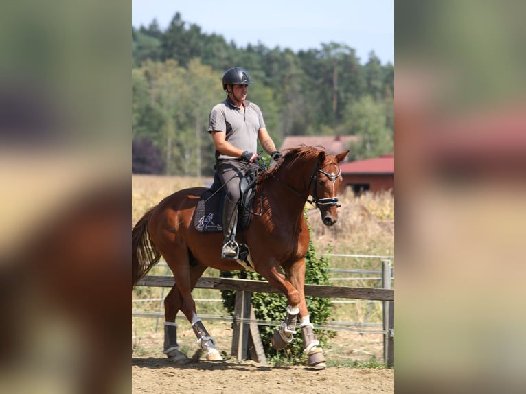 Austriacki koń gorącokrwisty Wałach 4 lat 166 cm Kasztanowata in St Marein bei Graz