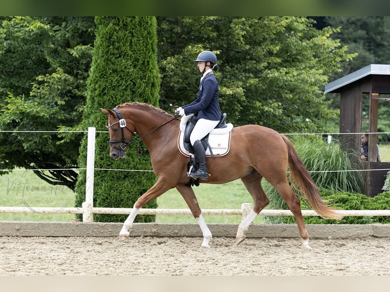 Austriacki koń gorącokrwisty Wałach 4 lat 166 cm Kasztanowata in St Marein bei Graz