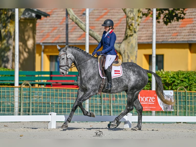 Austriacki koń gorącokrwisty Wałach 4 lat 173 cm Siwa in MöderbruggOberzeiring