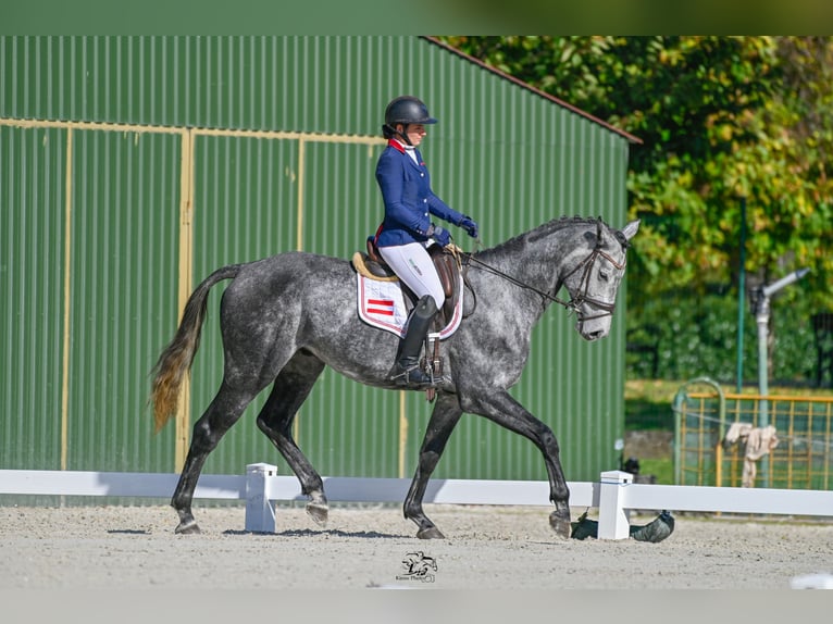 Austriacki koń gorącokrwisty Wałach 4 lat 173 cm Siwa in MöderbruggOberzeiring