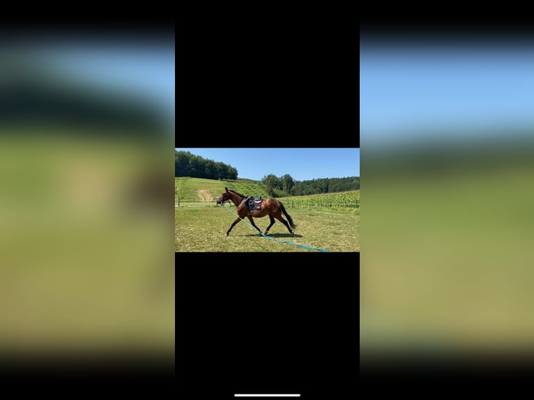 Austriacki koń gorącokrwisty Wałach 4 lat Gniada in Riegersburg