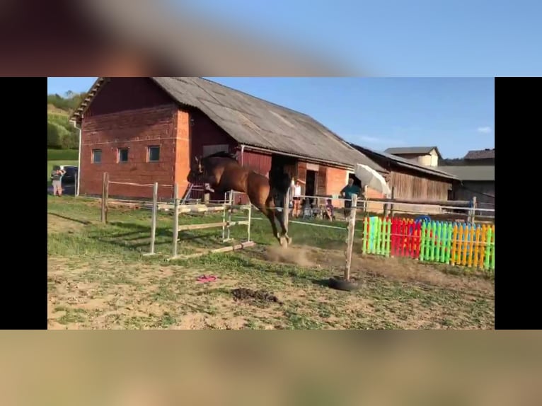 Austriacki koń gorącokrwisty Wałach 4 lat Gniada in Riegersburg
