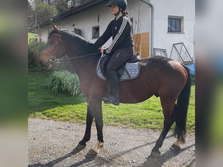 Austriacki koń gorącokrwisty Wałach 5 lat 145 cm Gniada in St. Stefan im Rosental