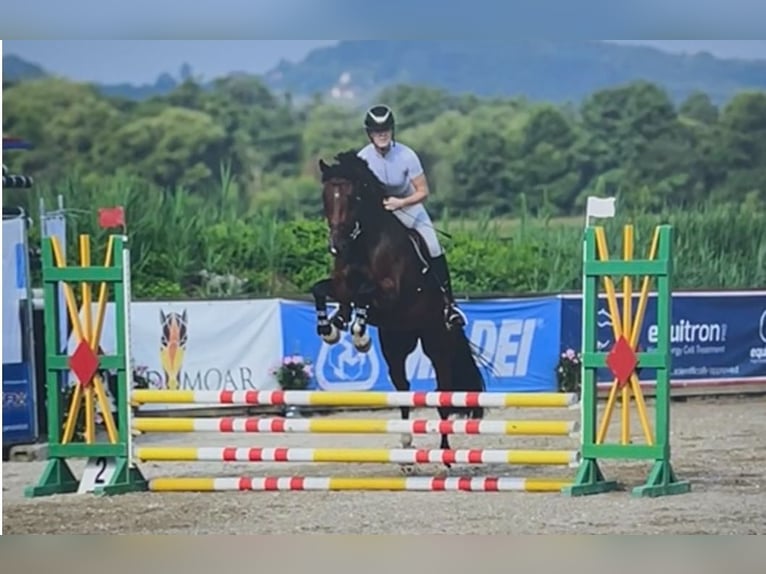 Austriacki koń gorącokrwisty Wałach 5 lat 160 cm Gniada in Pinkafeld