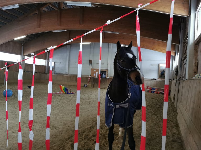 Austriacki koń gorącokrwisty Wałach 5 lat 168 cm Gniada in Altaussee