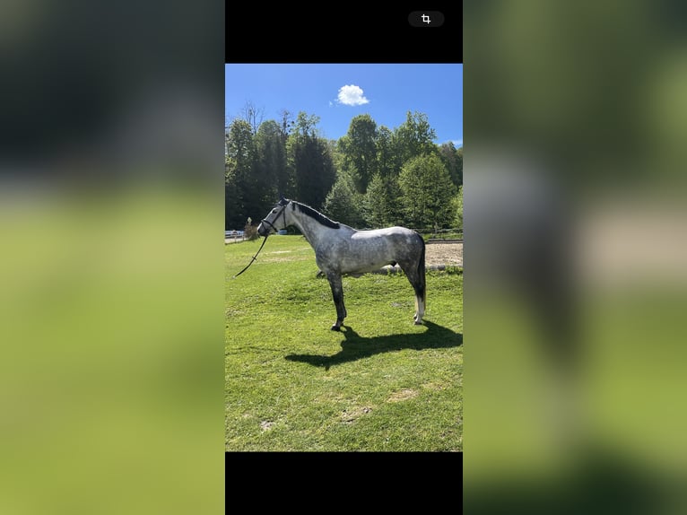 Austriacki koń gorącokrwisty Wałach 5 lat 168 cm Siwa jabłkowita in Mooskirchen