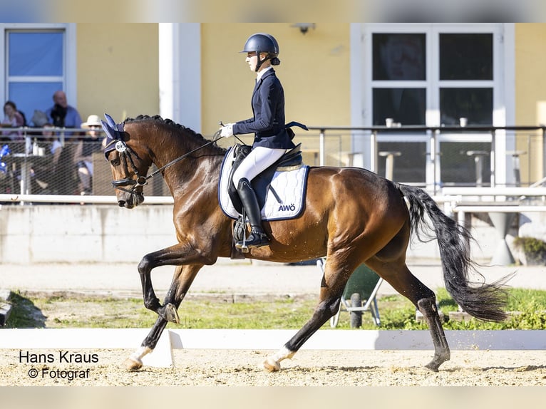 Austriacki koń gorącokrwisty Wałach 5 lat 169 cm Gniada in Stadl-Paura