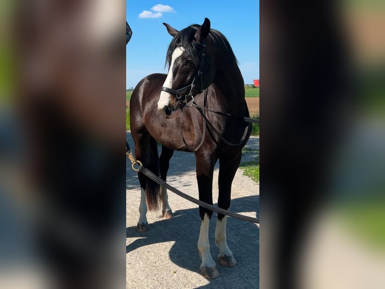 Austriacki koń gorącokrwisty Wałach 5 lat 170 cm Kara in Lanzendorf