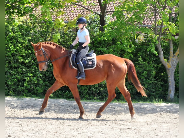 Austriacki koń gorącokrwisty Wałach 5 lat 170 cm Kasztanowata in Schattendorf