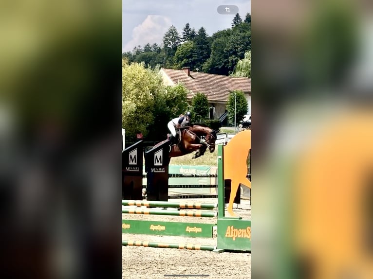 Austriacki koń gorącokrwisty Wałach 6 lat 162 cm Gniada in Hart bei Graz