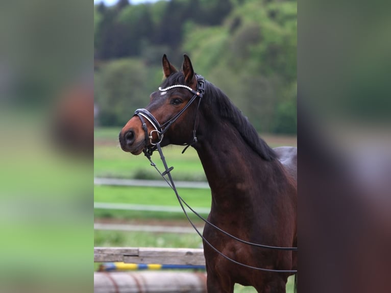 Austriacki koń gorącokrwisty Wałach 6 lat 163 cm Ciemnogniada in Passail