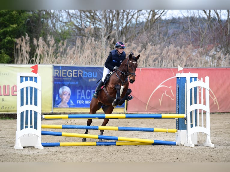 Austriacki koń gorącokrwisty Wałach 6 lat 167 cm Gniada in Rudersdorf