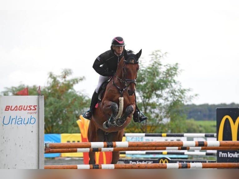 Austriacki koń gorącokrwisty Wałach 6 lat 167 cm Gniada in Rudersdorf