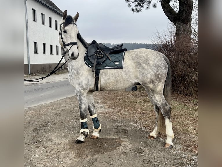 Austriacki koń gorącokrwisty Wałach 6 lat 167 cm Siwa in Pelmberg