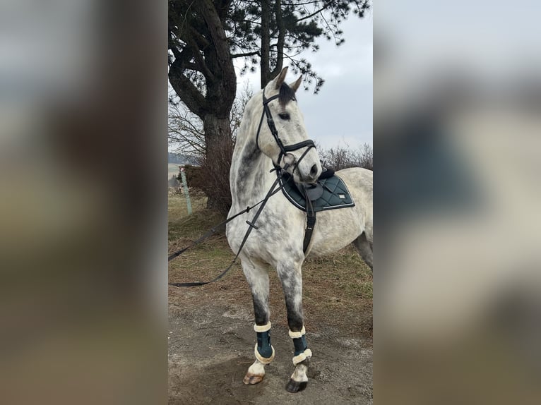 Austriacki koń gorącokrwisty Wałach 6 lat 167 cm Siwa in Pelmberg