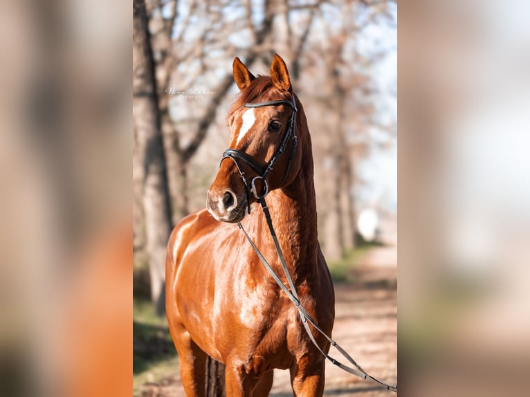 Austriacki koń gorącokrwisty Wałach 6 lat 170 cm Kasztanowata in Groß-Enzersdorf