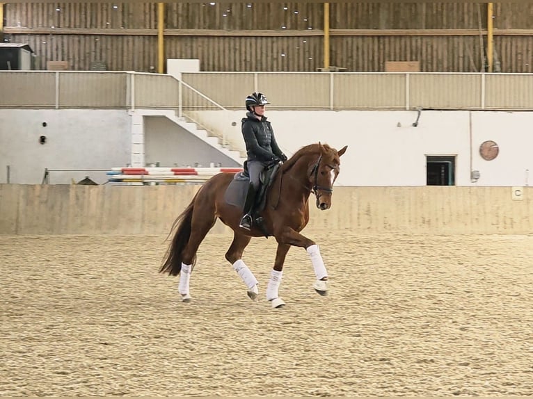 Austriacki koń gorącokrwisty Wałach 7 lat 170 cm Kasztanowata in Groß-Enzersdorf