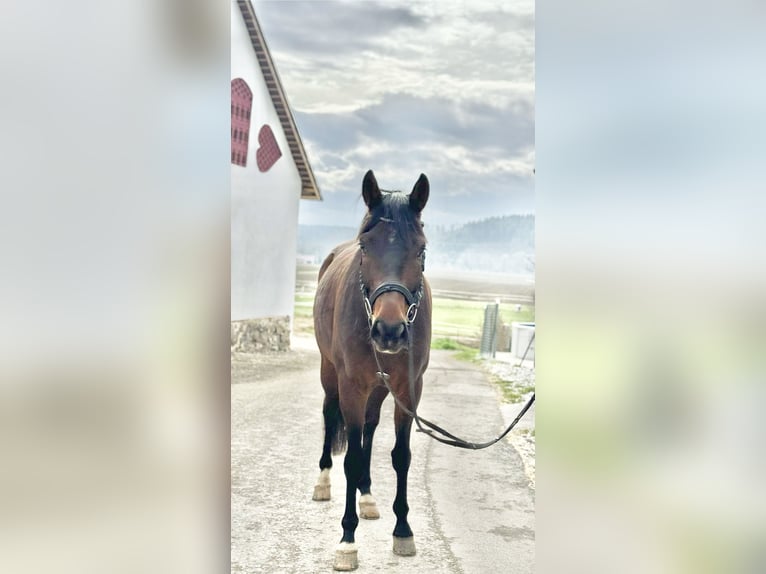 Austriacki koń gorącokrwisty Wałach 7 lat 172 cm Ciemnogniada in Weitendorf
