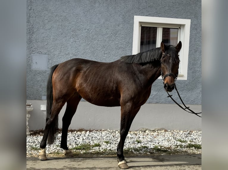 Austriacki koń gorącokrwisty Wałach 7 lat 172 cm Ciemnogniada in Weitendorf