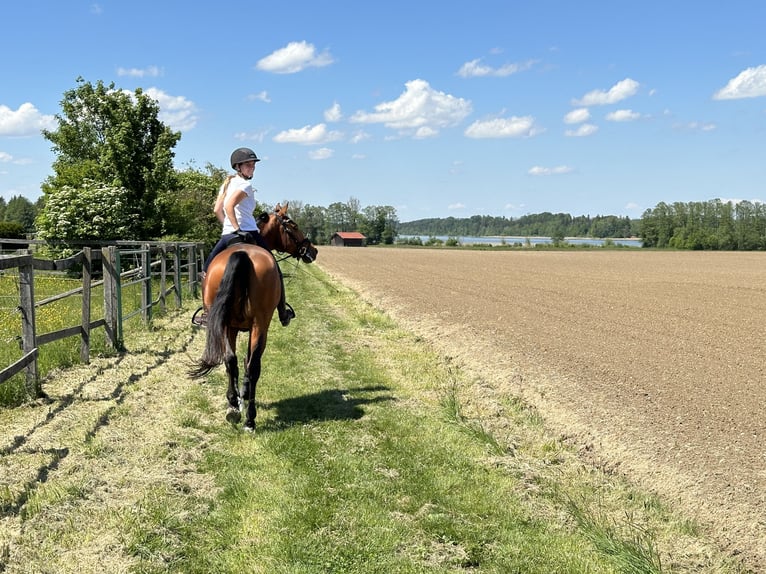 Austriacki koń gorącokrwisty Wałach 8 lat 171 cm Gniada in Waging am See