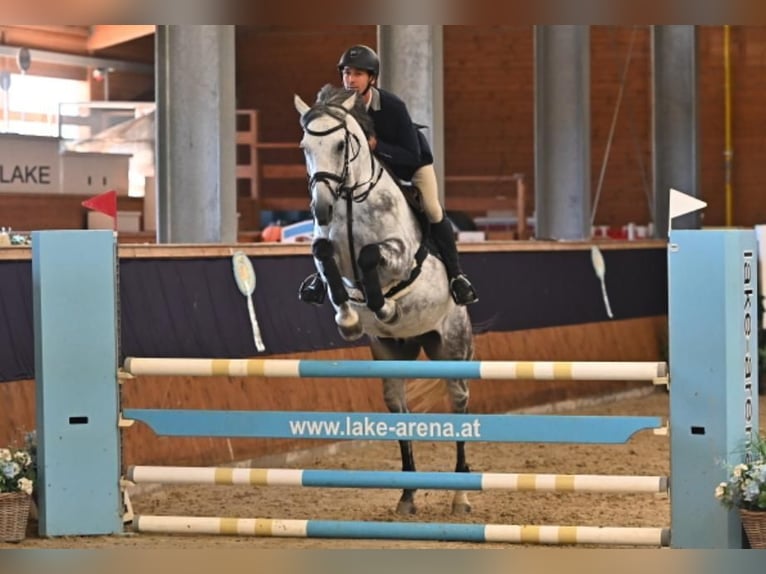 Austriacki koń gorącokrwisty Wałach 9 lat 166 cm Siwa in Leobendorf