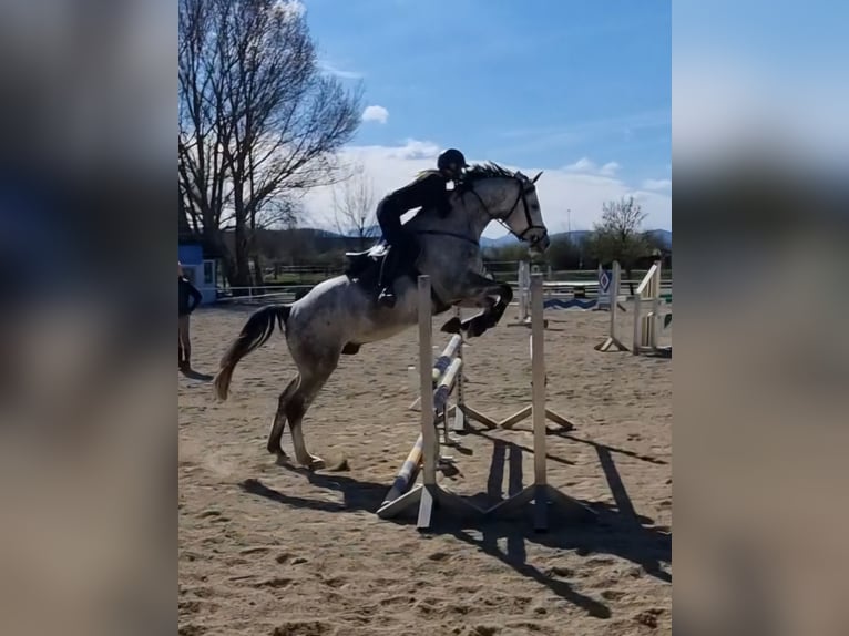 Austriacki koń gorącokrwisty Wałach 9 lat 174 cm Siwa in Haag