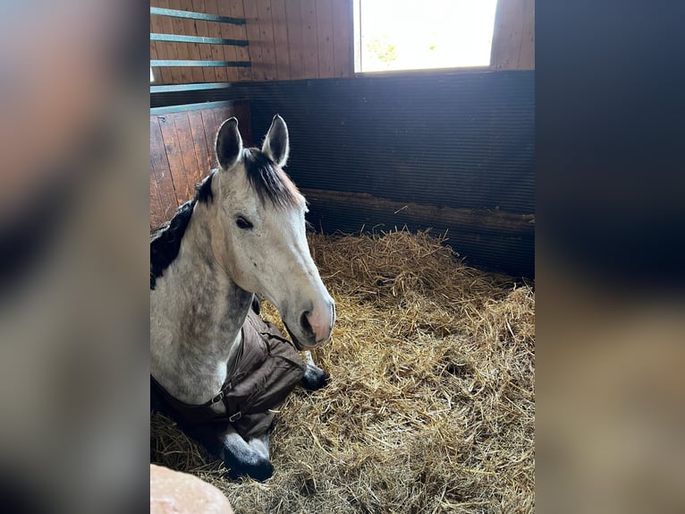 Austriacki koń gorącokrwisty Wałach 9 lat 174 cm Siwa in Haag