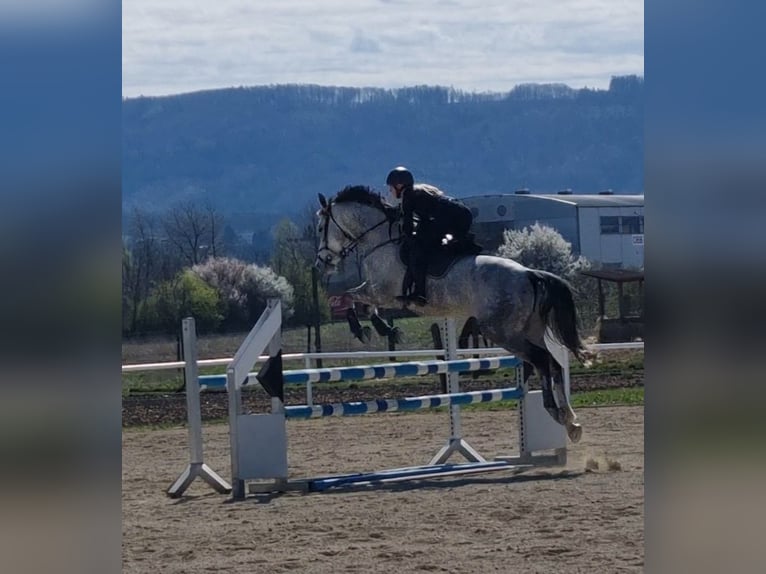 Austriacki koń gorącokrwisty Wałach 9 lat 174 cm Siwa in Haag