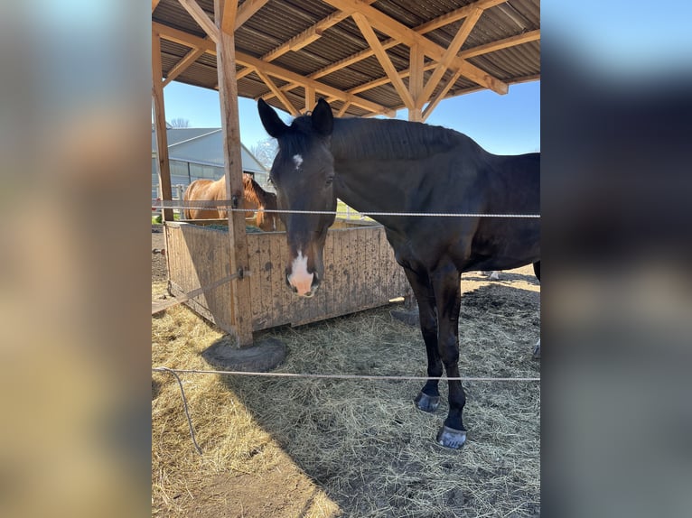 Austriacki koń gorącokrwisty Wałach 9 lat 185 cm Ciemnogniada in Ebreichsdorf