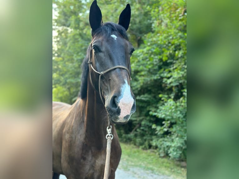 Austriacki koń gorącokrwisty Wałach 9 lat 185 cm Ciemnogniada in Ebreichsdorf