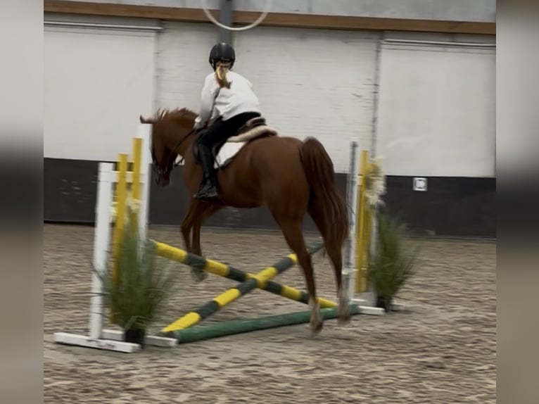 Austriacki kuc wierzchowy Mix Wałach 6 lat 150 cm Kasztanowata in Nettetal