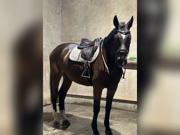 Austriaco Castrone 10 Anni 172 cm Baio scuro in Halberstätten