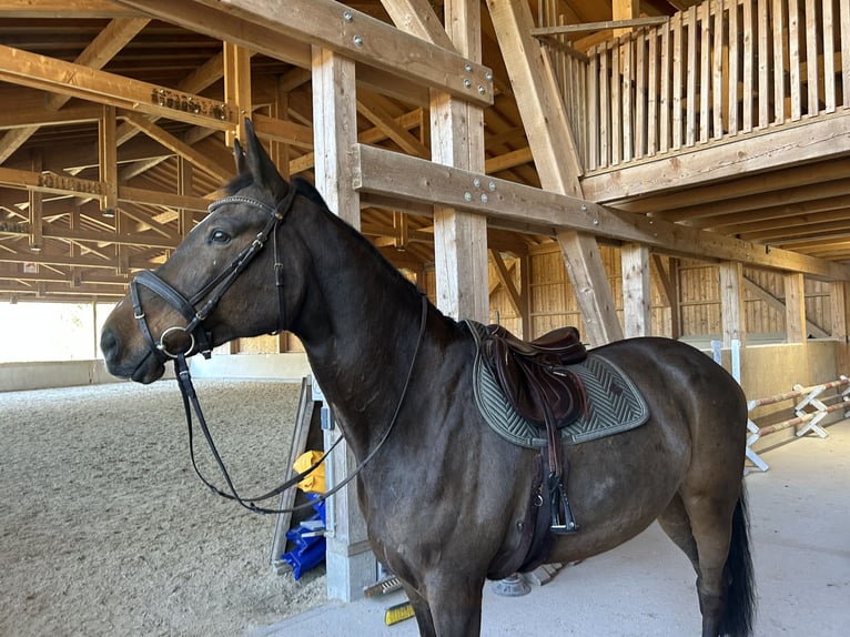 Austriaco Castrone 10 Anni 172 cm Baio scuro in Halberstätten