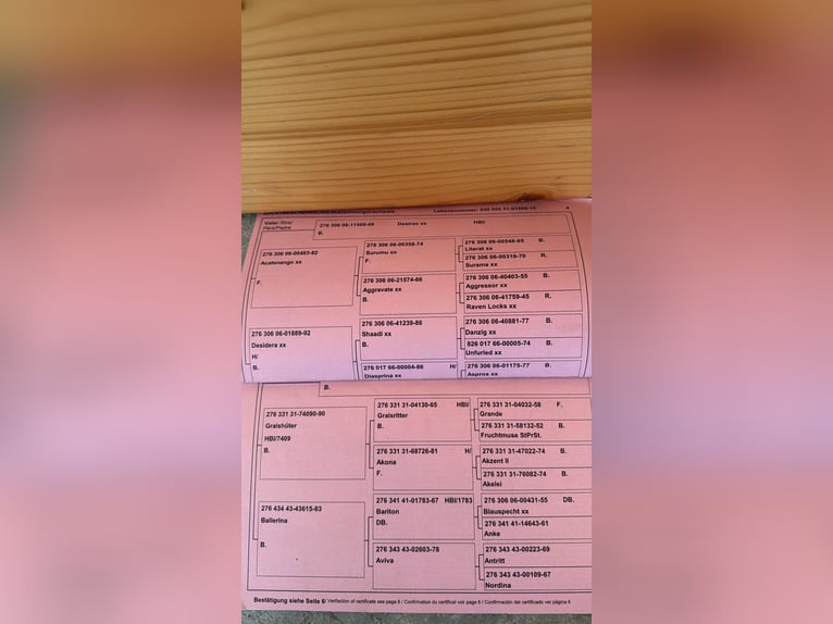 Austriaco Castrone 11 Anni 165 cm Baio in Bad Blumau